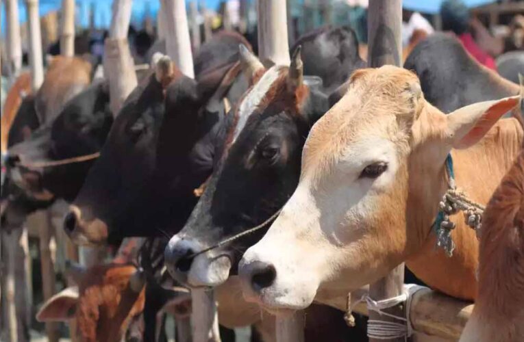 प्रदेश के प्रत्येक विकासखंड में एक वृंदावन ग्राम स्थापित होगा, जनसंख्या दो हजार और कम से कम पांच सौ गोवंश होंगे
