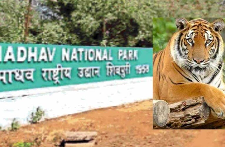 सतपुड़ा टाइगर रिजर्व के दो बाघ बैतूल के जंगल में पहुंचे, पांच गायों का शिकार किया