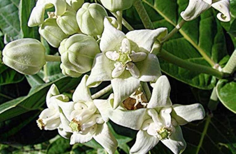 कई बीमारियों का इलाज है आक का पौधा