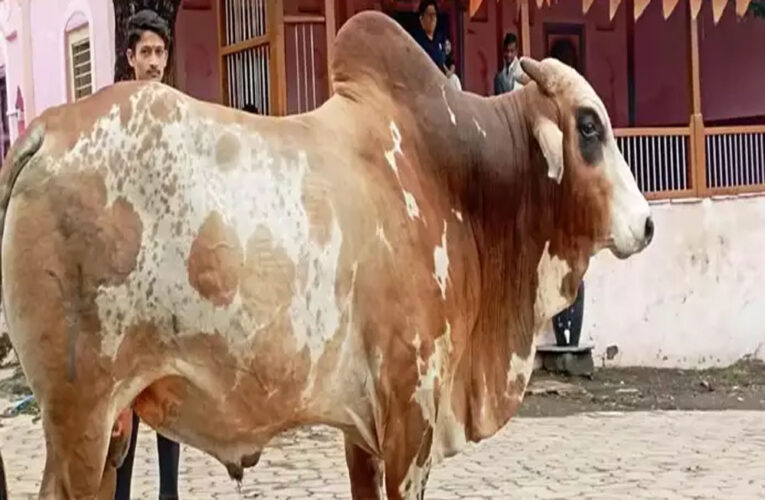 बुरहानपुर में अजीबोगरीब मामला, एक बैल के खो जाने से पूरा गांव परेशान