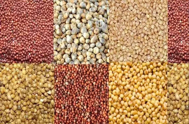 प्रदेश में किसानों को श्रीअन्न की खेती के लिये मिलती है प्रोत्साहन राशि