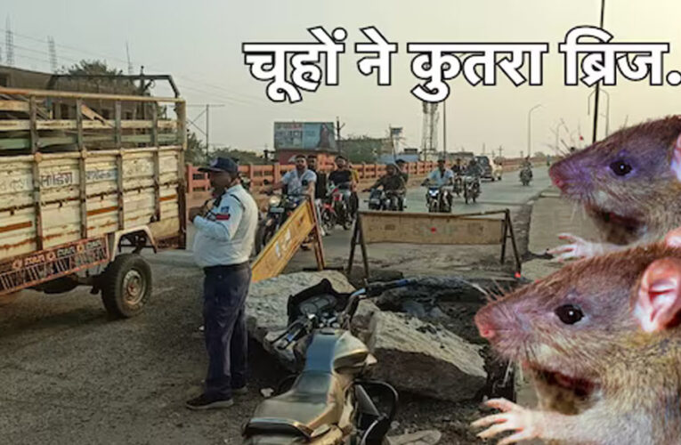 अशोकनगर जिले में ब्रिज को ही कुतर गए चूहे, शहर के ब्रिज धंसता देख पीडब्ल्यूडी के उड़े होश