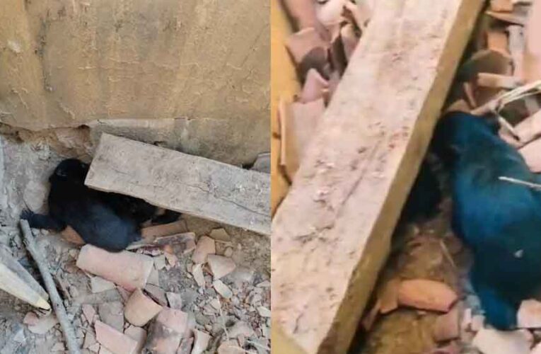 छत्तीसगढ़-कांकेर में भालू ने रिहायसी इलाके में जन्मे शावक, देखने पहुंचे ग्रामीणों पर किया हमला