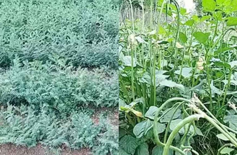 राजस्थान-पाला पड़ने से फसलों में नुकसान की संभावना, किसान अपनायें सुरक्षा के उपाय