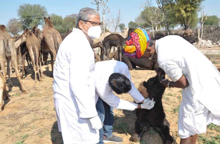राजस्थान-उष्ट्र रोग निदान एवं उपचार के 34 जिलों में लगे 129 शिविर, राज्य सरकार के एक वर्ष पर आयोजन