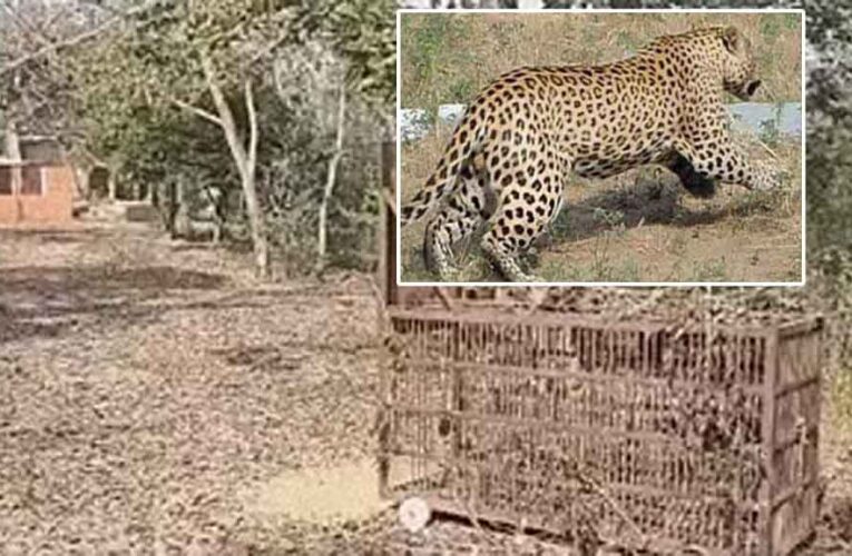 राजस्थान-अलवर में कंपनी बाग के पैंथर पर संशय, कॉलेज प्रशासन ने वन विभाग से की स्थिति स्पष्ट करने की मांग