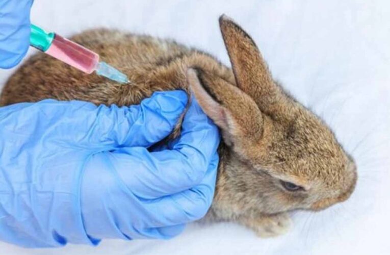 अमेरिका में रैबिट फीवर के मामलों में लगातार बढ़ोतरी, इस बीमारी के मामलों में 50% से ज्यादा का उछाल देखा गया