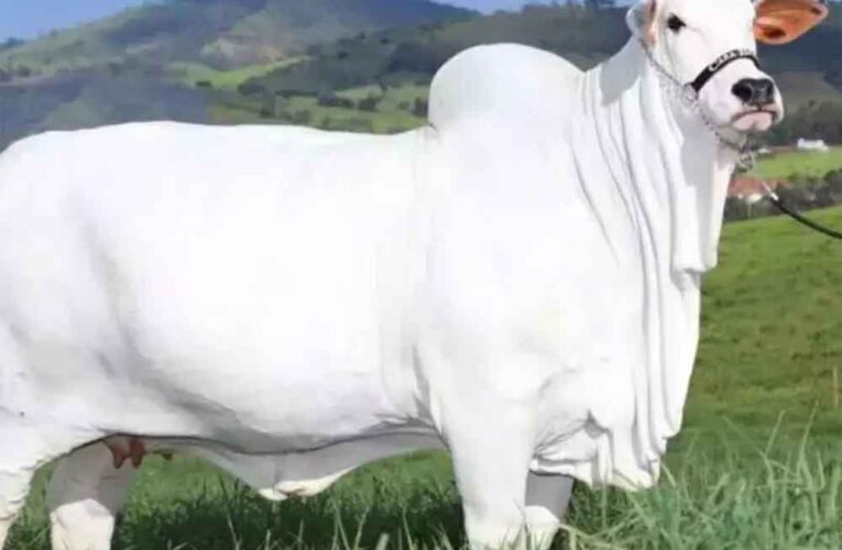 भारतीय नस्ल की गाय 40 करोड़ में बिकी, गाय के लिए लगी अब तक की सबसे महंगी बोली, सारे रिकॉर्ड तोड़े