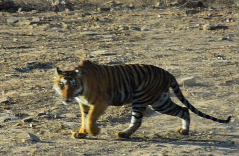 माधव टाइगर रिजर्व में छोड़ी नई बाघिन को भाया जंगल, पन्ना से आई बाघिन ने 24 घंटे में 15 किमी का क्षेत्र घूमा