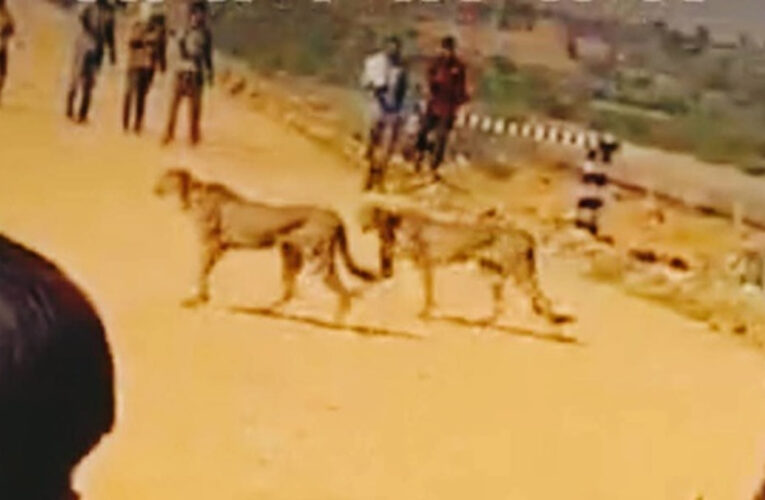 कूनो नेशनल पार्क में छोड़े गए चीता ज्वाला और 4 शावक अब आबादी वाले इलाके में पहुंचे