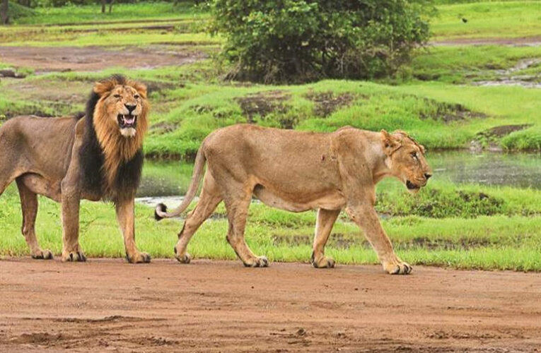 गुजरात : दो सालों में राज्य में 143 शावकों सहित 286 एशियाई शेरों की मौत हुई