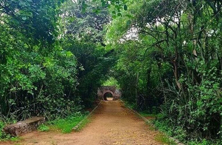 जबलपुर के ठाकुरताल से लगी पहाड़ी पर शहर का पहला सिटी फॉरेस्ट विकसित किया जा रहा