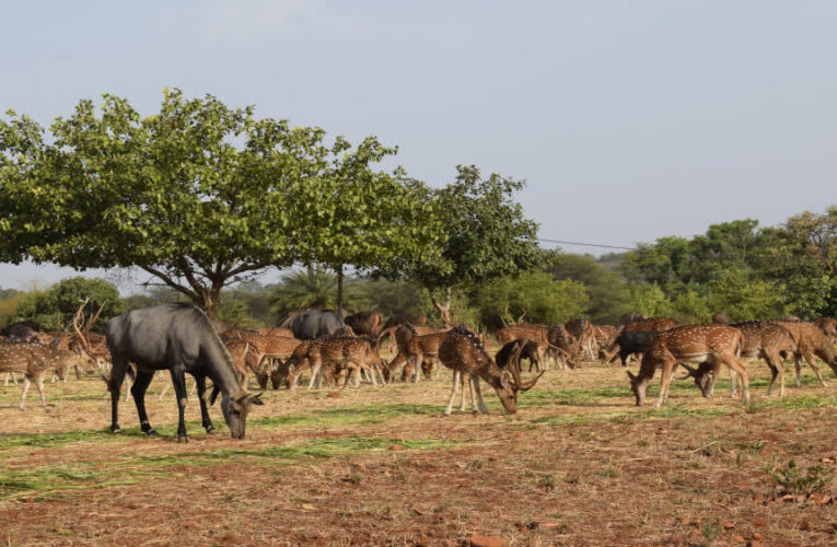 MP में वाइल्डलाइफ कॉरिडोर बनाने की तैयारी, 3 कंजर्वेशन रिजर्व से खुलेगा रास्ता