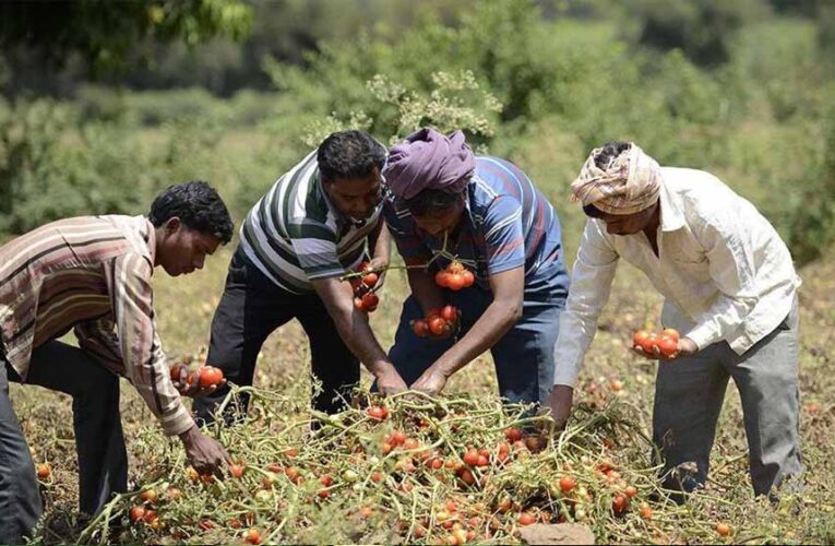 उद्यानिकी के साथ खाद्य प्र-संस्करण हब के रूप में उभरा मध्यप्रदेश