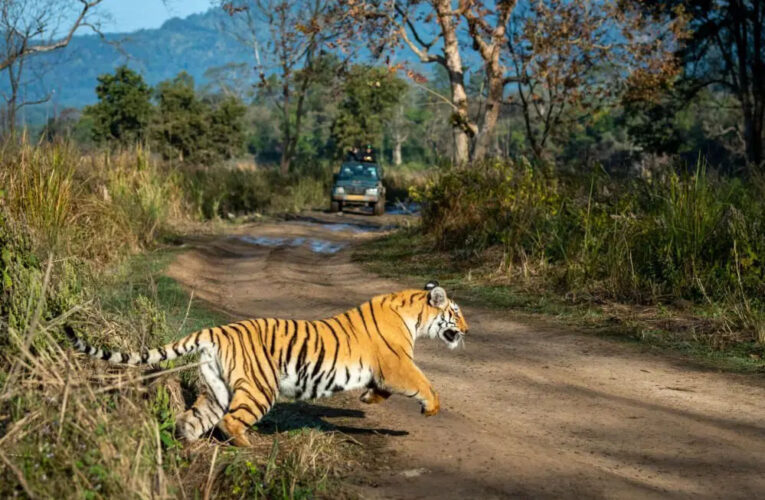 बांधवगढ़ टाइगर रिजर्व में एक महिला की बाघ के हमले में मौत हो गई, ग्रामीणों में दहशत