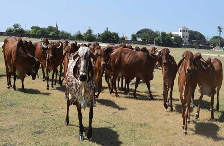 रीवा में 1303 एकड़ में मध्य प्रदेश का सबसे बड़ा गौधाम,  लागत 71 करोड़