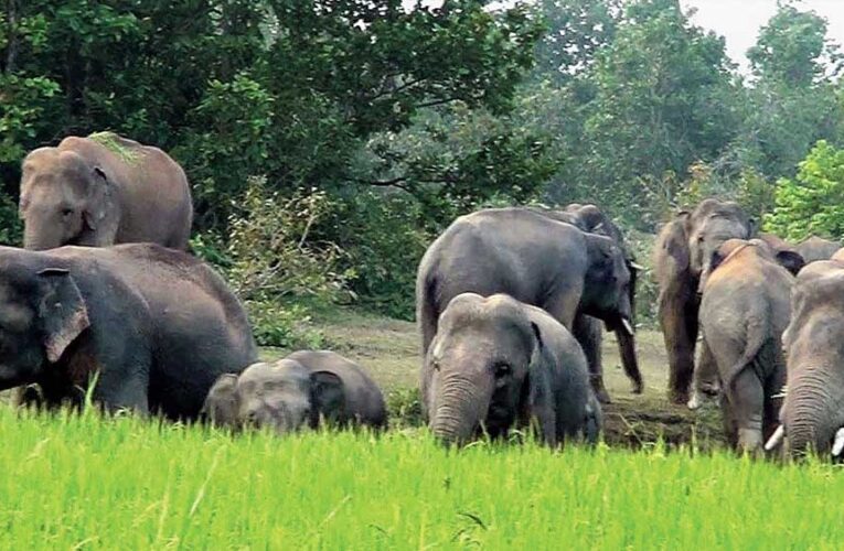 शहडोल के ब्यौहारी वन परिक्षेत्र में हाथियों के कुचलने से 2 लोगों की मौत
