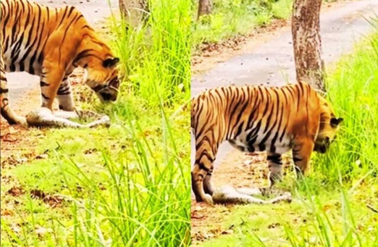 बांधवगढ़ नेशनल पार्क में घास खाता दिखा टाइगर, नजारा देख हैरत में पड़े पर्यटक