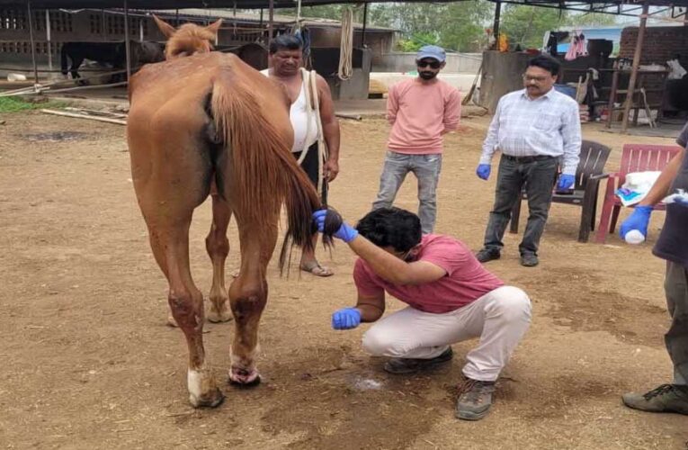 जबलपुर : पनागर के रेस कोर्स में अनजान बीमारी से 8 घोड़ों की मौत, प्रशासन की टीम पता लगा रही मौत की असली वजह