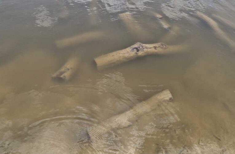 ग्वालियर अंचल में ‘पुष्पा’ स्टाइल में खैर की लकड़ी की तस्करी, वन विभाग ने तस्करों की प्लानिंग की फेल