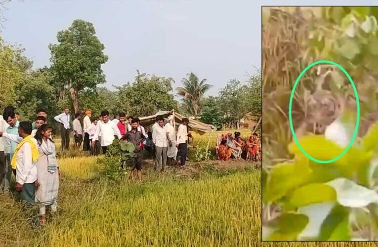 बालाघाट में किसान को दबोचकर बाघ खेत के पास झाड़ी में ले गया, गांव में दहशत