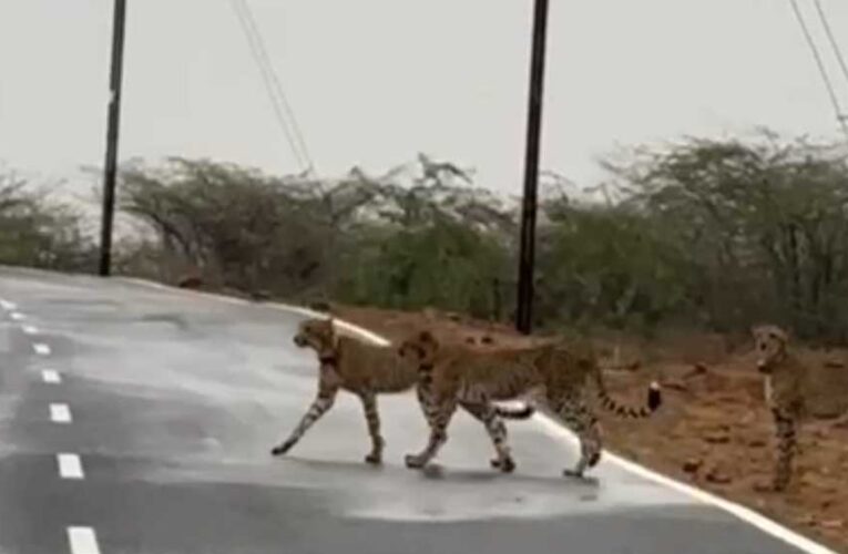 कुनबे संग मादा चीता ने लांघी कूनों की सरहद, चम्बल के बीहड़ में किया प्रवेश