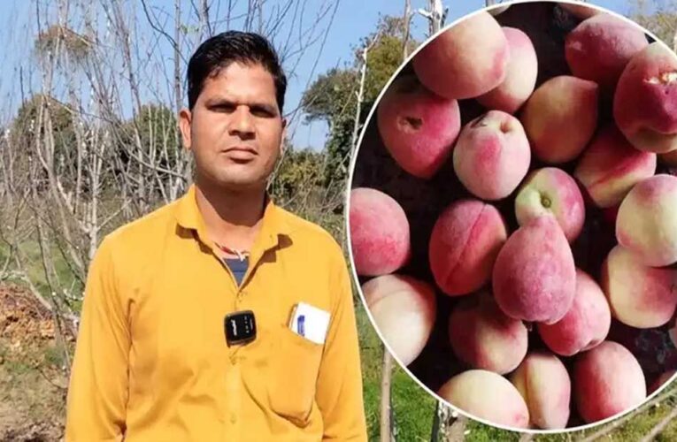 किसान ने बुंदेलखंड में उगा दिए हिमाचल के सेब, खेती कर किया हैरान, अब होगा बंपर मुनाफा