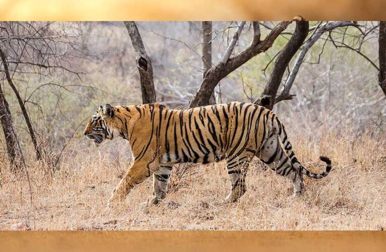 प्रदेश के सभी नेशनल पार्क और टाइगर रिजर्व तीन महीने के लिए बंद रहेंगे,पर्यटक सिर्फ बफर जोन का लुत्फ उठा सकेंगे