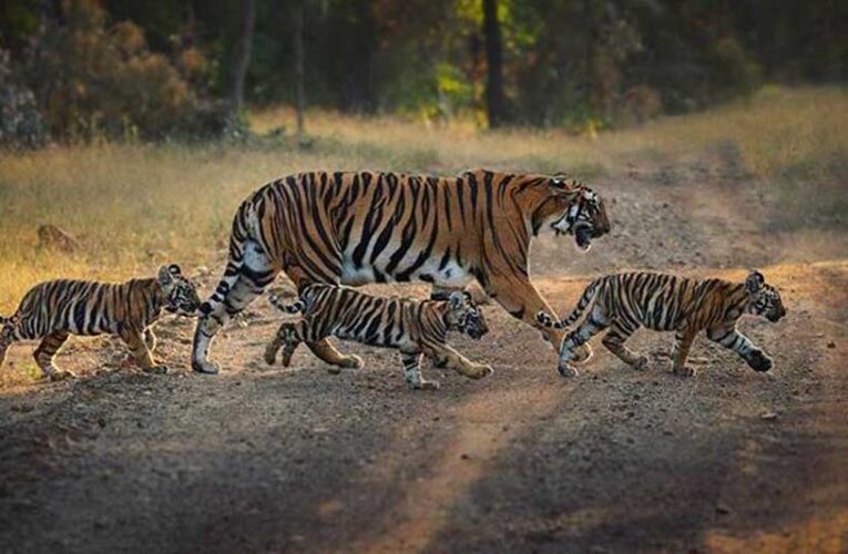 दुर्गावती टाइगर रिजर्व में शिकारियों की गतिविधियों पर नजर रखने के लिए 650 से अधिक ट्रैप कैमरे, 35 वॉच टॉवर, 40 पेट्रोलिंग कैंप