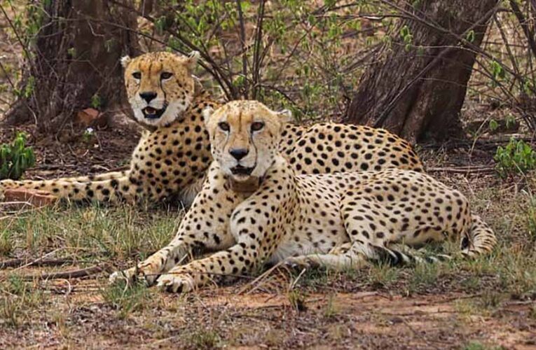 अब उज्जैन में दौड़ेंगे चीते, 300 करोड़ रुपये में बनाया जाएगा चिड़‍ियाघर, वनतारा सेंटर से अन्य वन्यजीव लाने की तैयारी