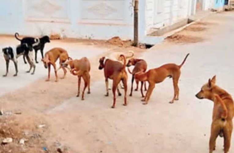 अमेठी में कुत्तों का कहर! 6 महीने में 18,907 लोगों को बनाया शिकार