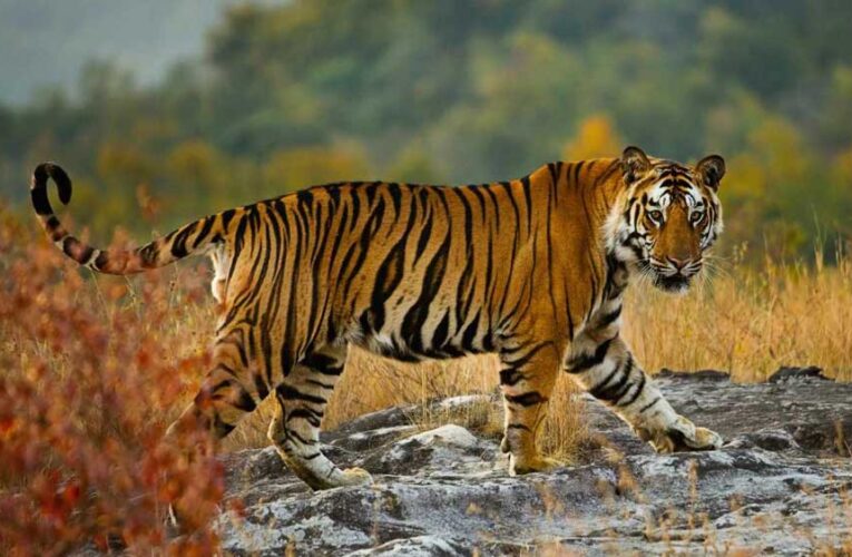 मध्य प्रदेश में एक अक्टूबर से महंगा होगा टाइगर रिजर्व पर्यटन, दस प्रतिशत बढ़ तक जाएगी एंट्री फीस, विदेशियों को चुकानी होगी दोगुनी राशि