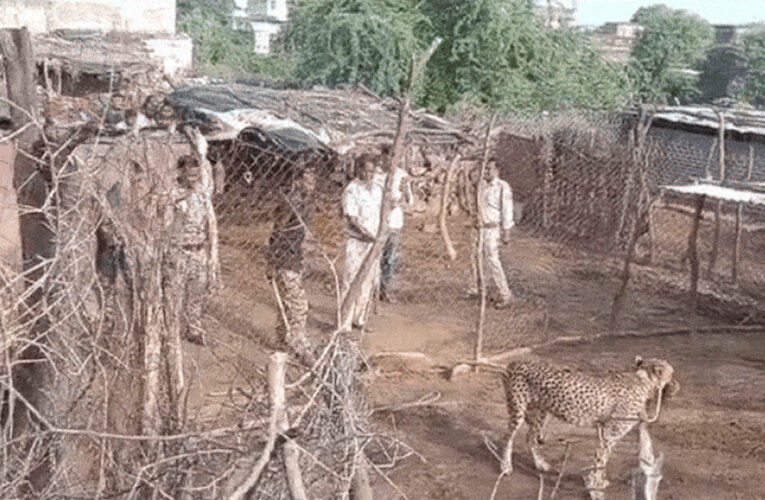रणथंभौर से मादा चीता ज्वाला का रेस्क्यू, आबादी में बकरियों का शिकार करने पर कूनो भेजा गया