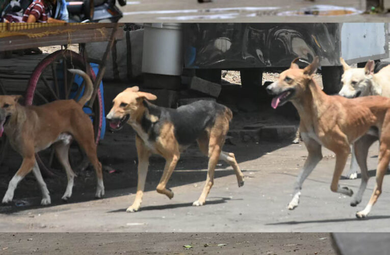 भोपाल में स्ट्रीट डॉग्स पर लगाम, हर कुत्ते का बनेगा बायोडाटा और लगेगी माइक्रोचिप