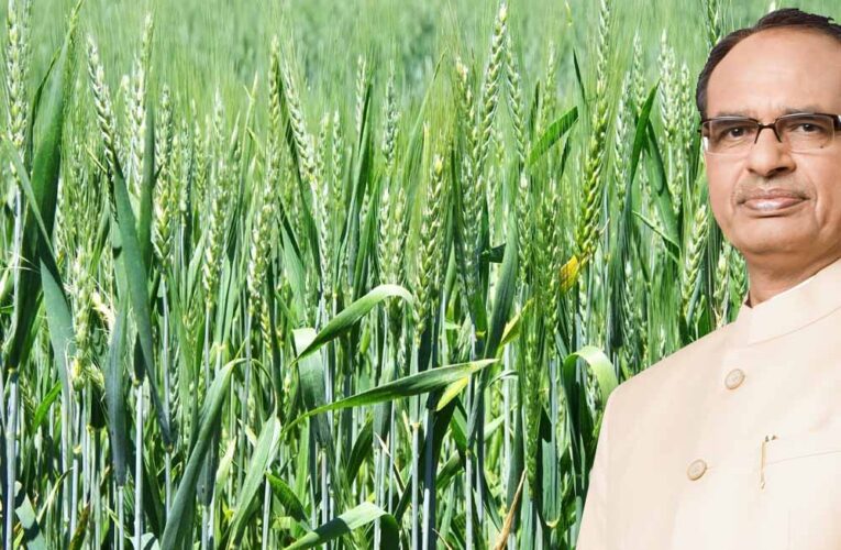 शिवराज का बयान: जलवायु परिवर्तन और बढ़ते तापमान से देश में घट सकता है गेहूं उत्पादन