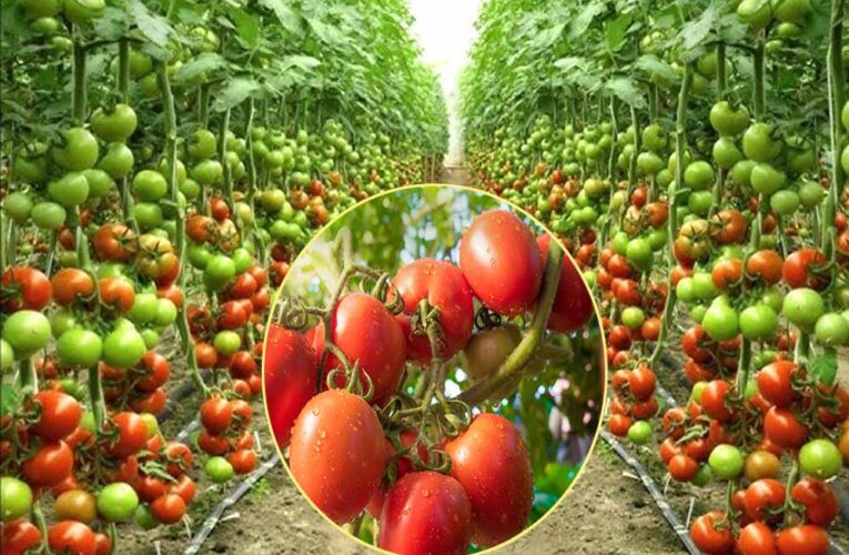 खेती में नई पहचान: टमाटर उत्पादन में नंबर-1, सब्जियों में तीसरे स्थान पर मध्यप्रदेश