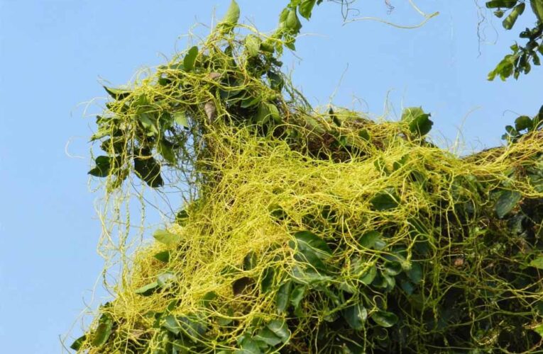 भोपाल आयुर्वेद संस्थान अमरबेल से खोजेगा पीलिया का इलाज, रिसर्च शुरू