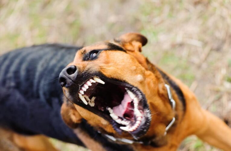 मध्य प्रदेश में डॉग बाइट्स के आंकड़े: भोपाल में सबसे कम, रतलाम में सबसे ज्यादा मामले