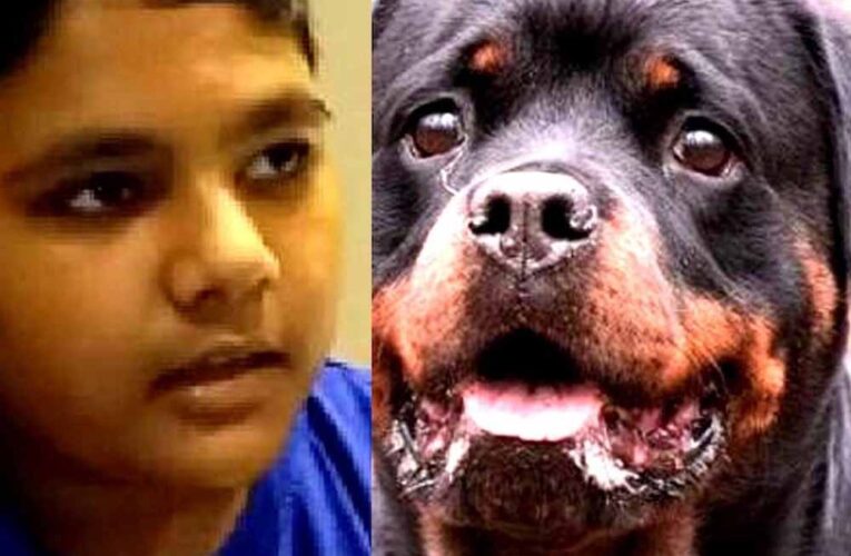 कुत्तों के हमले से डरा मासूम बोला – ‘जब तक कुत्ते पकड़े नहीं जाते, स्कूल नहीं जाऊंगा’