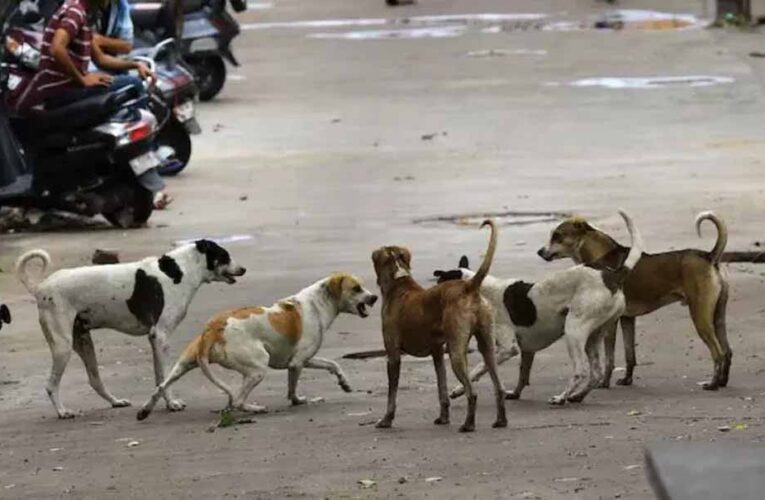 SC ने दिल्ली के कुत्तों पर मीलॉर्ड की अपील खारिज की