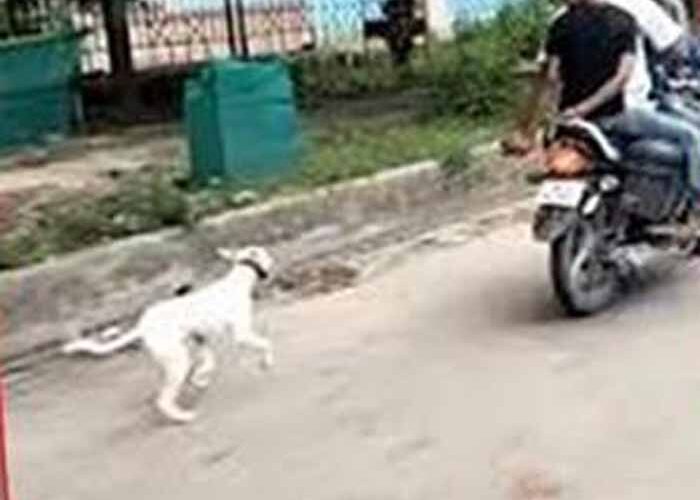 क्रूरता का शर्मनाक वीडियो: कुत्ते को बाइक के पीछे बांधकर दौड़ाया गया