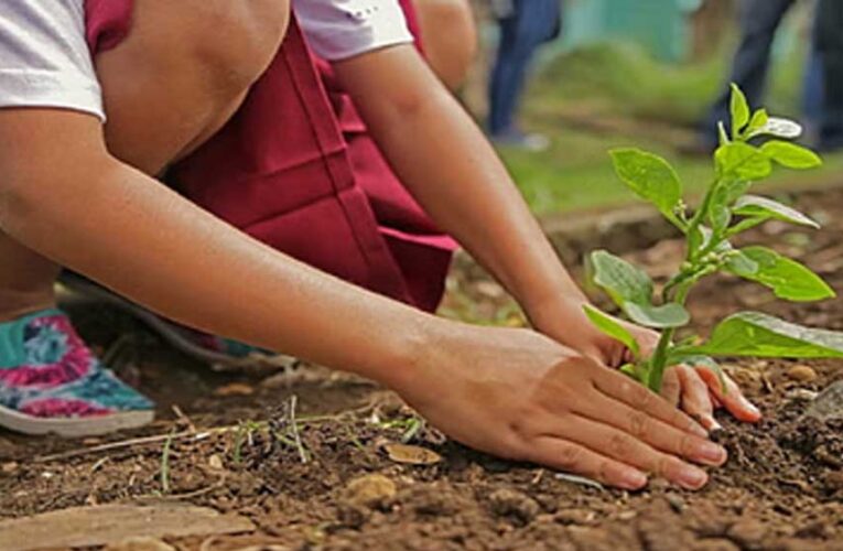 प्रदेश के शासकीय विद्यालयों में 9 लाख 90 हजार पौध रोपण