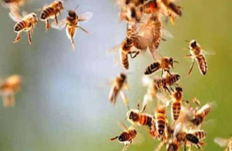 BSP माइंस में मधुमक्खियों का हमला: 11 कर्मचारी घायल