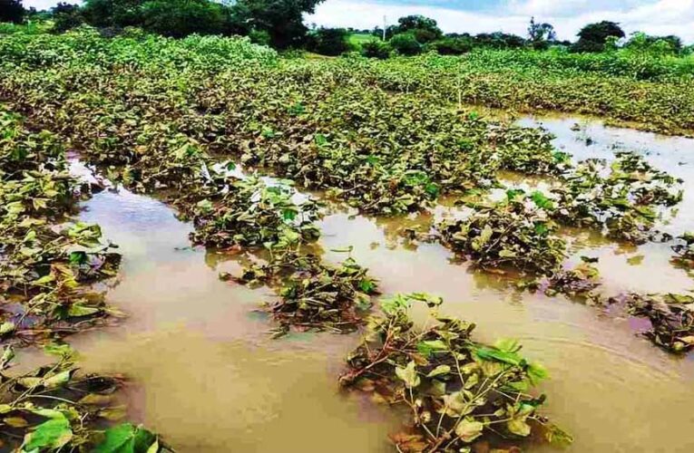राजस्थान में कमजोर मानसून, तबाही के निशान पीछे – अब सरकार से राहत की उम्मीद