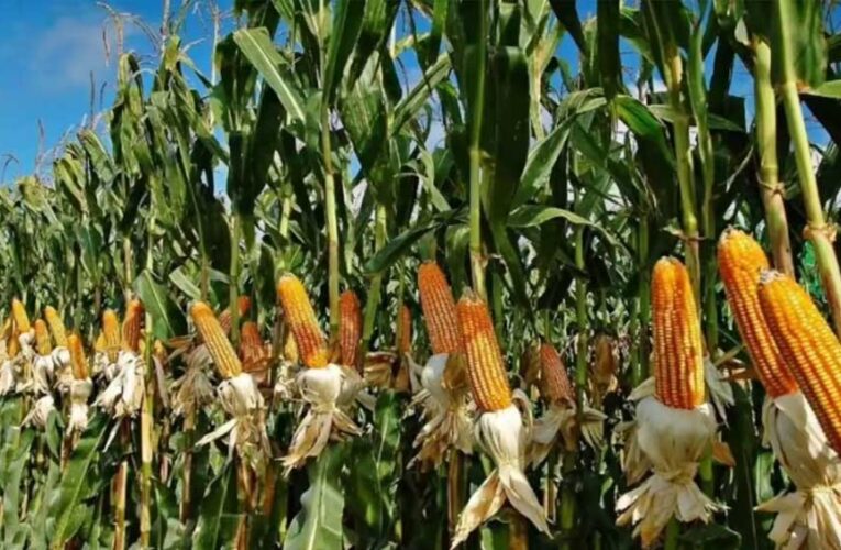 अमेरिका को भारत को मक्का बेचने की इतनी जल्दी क्यों? इथेनॉल की दौड़ है असली वजह?