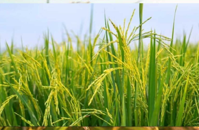 MP में खरीफ फसल की MSP खरीद शुरू, किसान तुरंत करें रजिस्ट्रेशन और बचें परेशानियों से