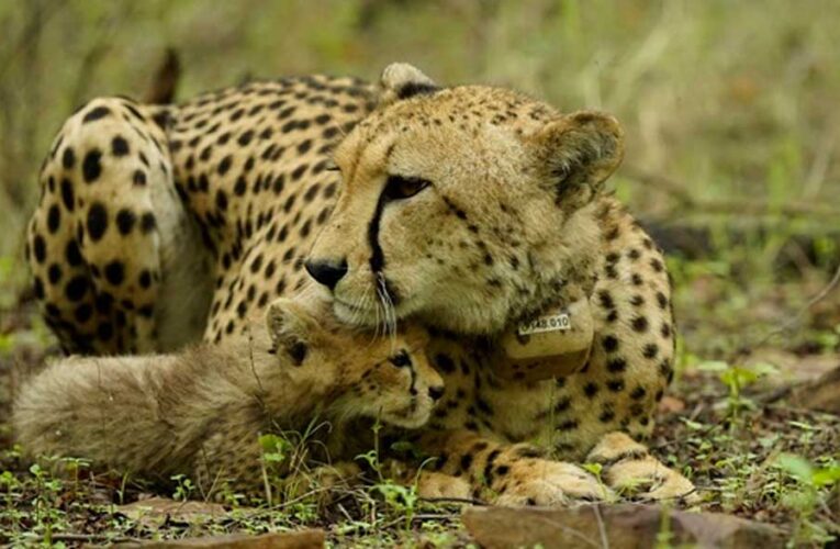 तीन साल में रंग लाई कोशिश: मध्य प्रदेश की हवा-पानी में रच-बस गए चीते