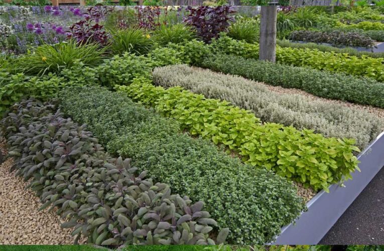 MP के स्कूल-कॉलेजों में बनेगा हर्बल गार्डन, आयुर्वेदिक कॉलेजों की होगी अहम भूमिका