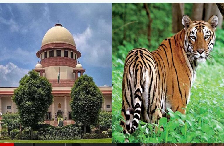 टाइगर शिकार पर सुप्रीम कोर्ट सख्त! MP-महाराष्ट्र से 4 हफ्ते में जवाब तलब, लगे संगठित शिकार के आरोप