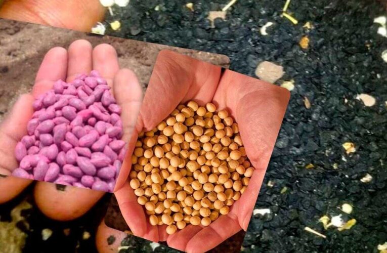 सरगुजा में बीज क्रांति: 1 रुपए में किसान बना सकते हैं अपनी सीड्स नर्सरी